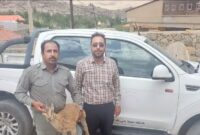 رهاسازی بزغاله وحشی در پناهگاه حیات وحش شیرکوه تفت
